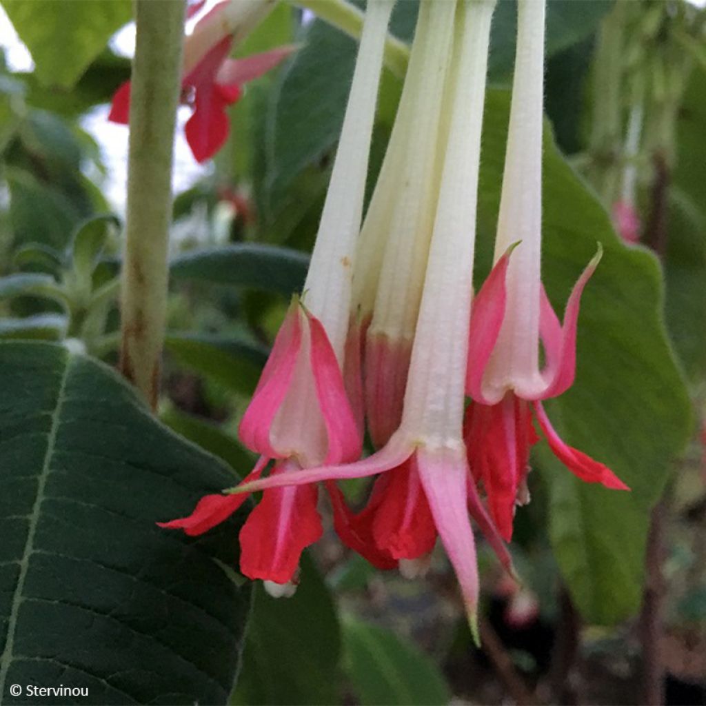 Bolivianverenpisara Alba