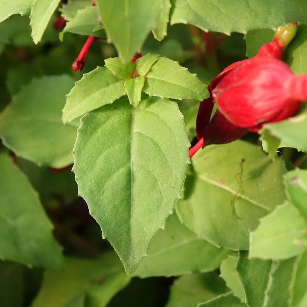 Verenpisara Chilli Red