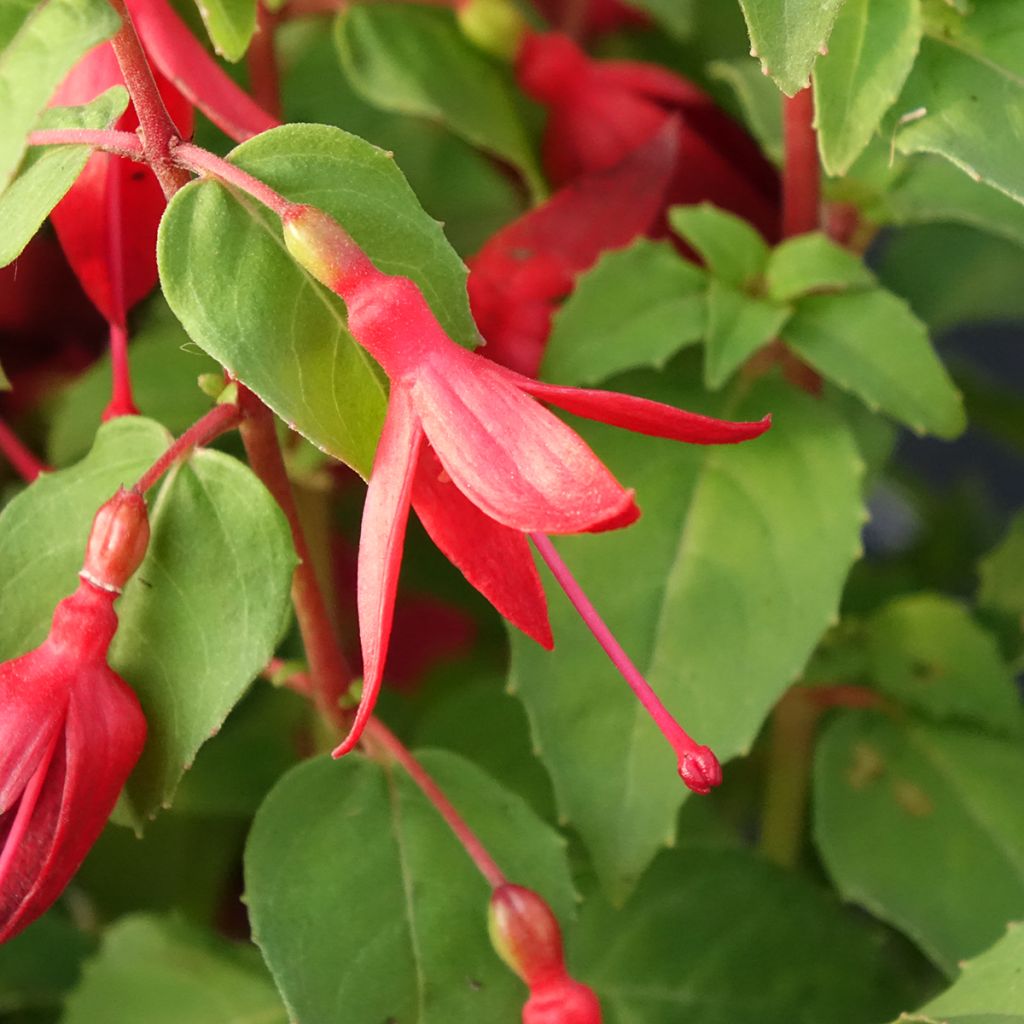 Verenpisara Chilli Red