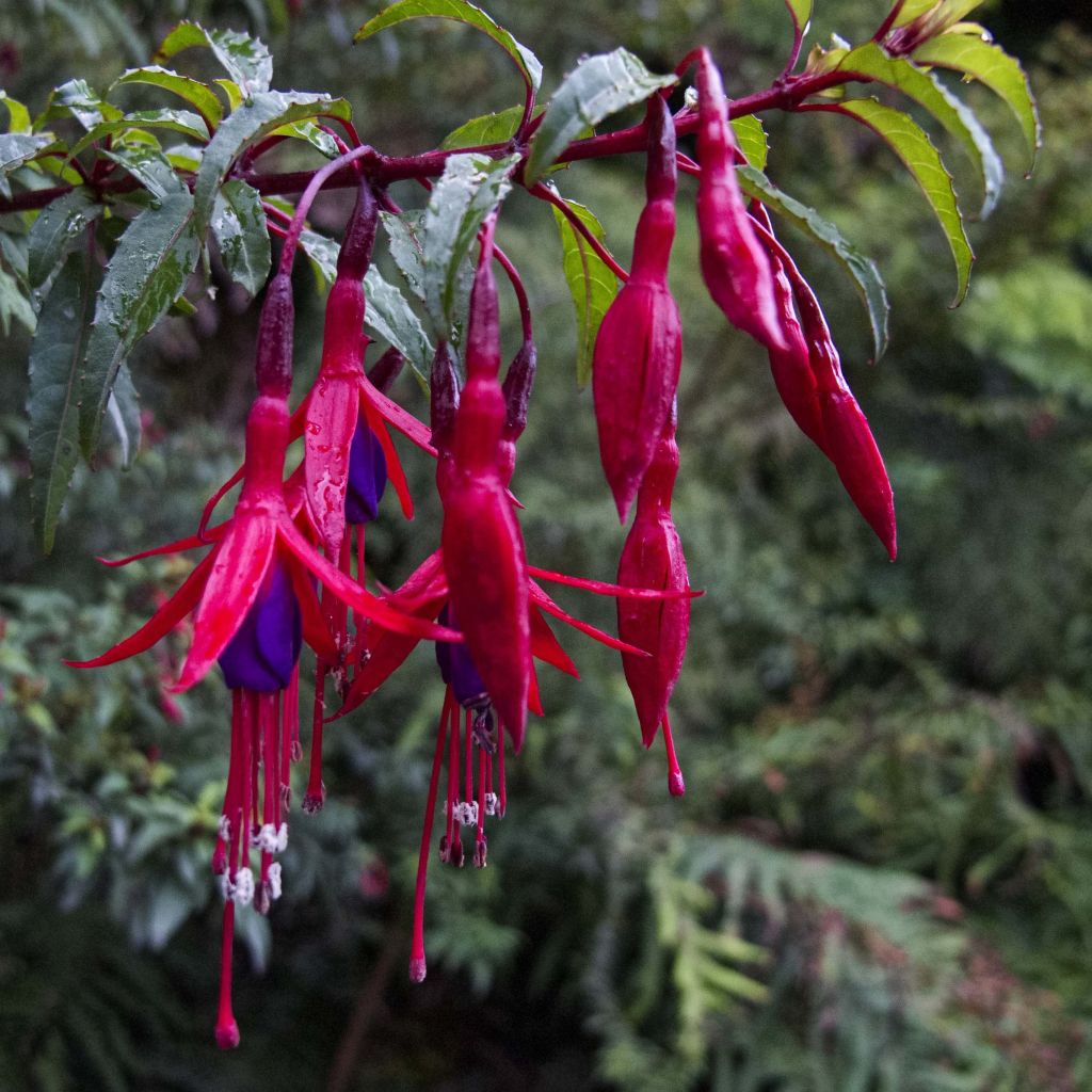 Siroverenpisara Riccartonii