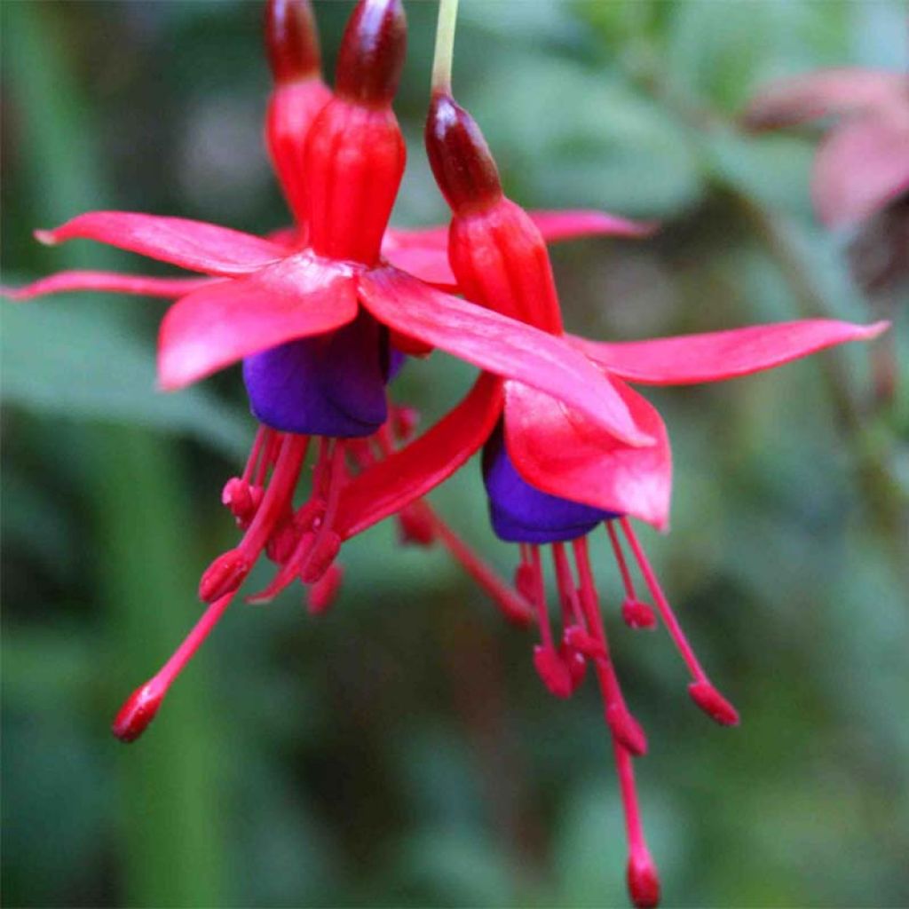 Siroverenpisara Riccartonii