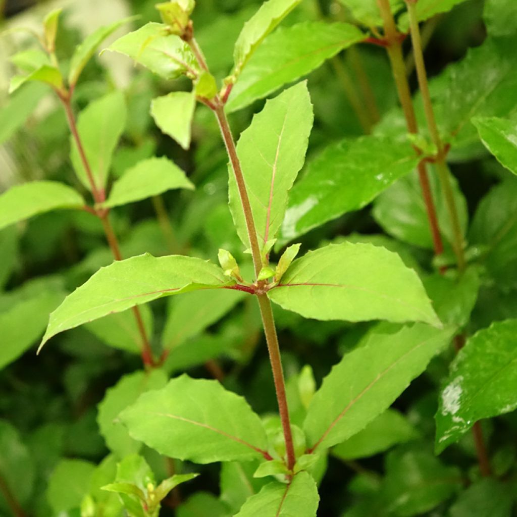 Siroverenpisara Riccartonii