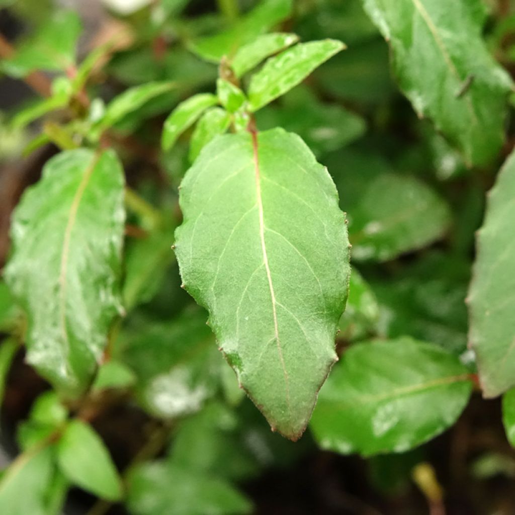 Siroverenpisara Riccartonii