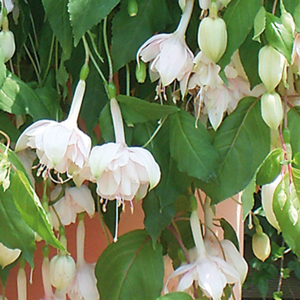Verenpisara Pink Marshmallow