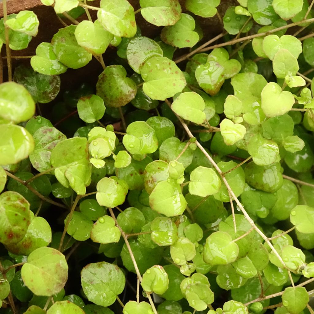 Kääpiöverenpisara - Fuchsia procumbens
