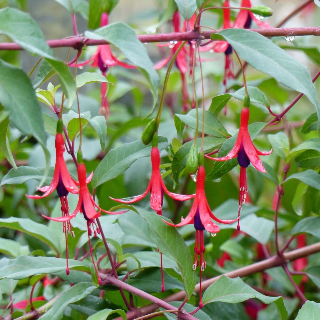 Verenpisara Reitzii