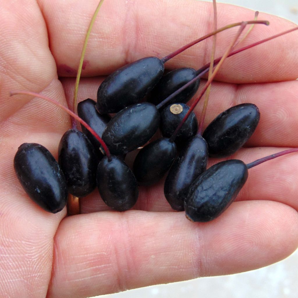 Verenpisara Reitzii