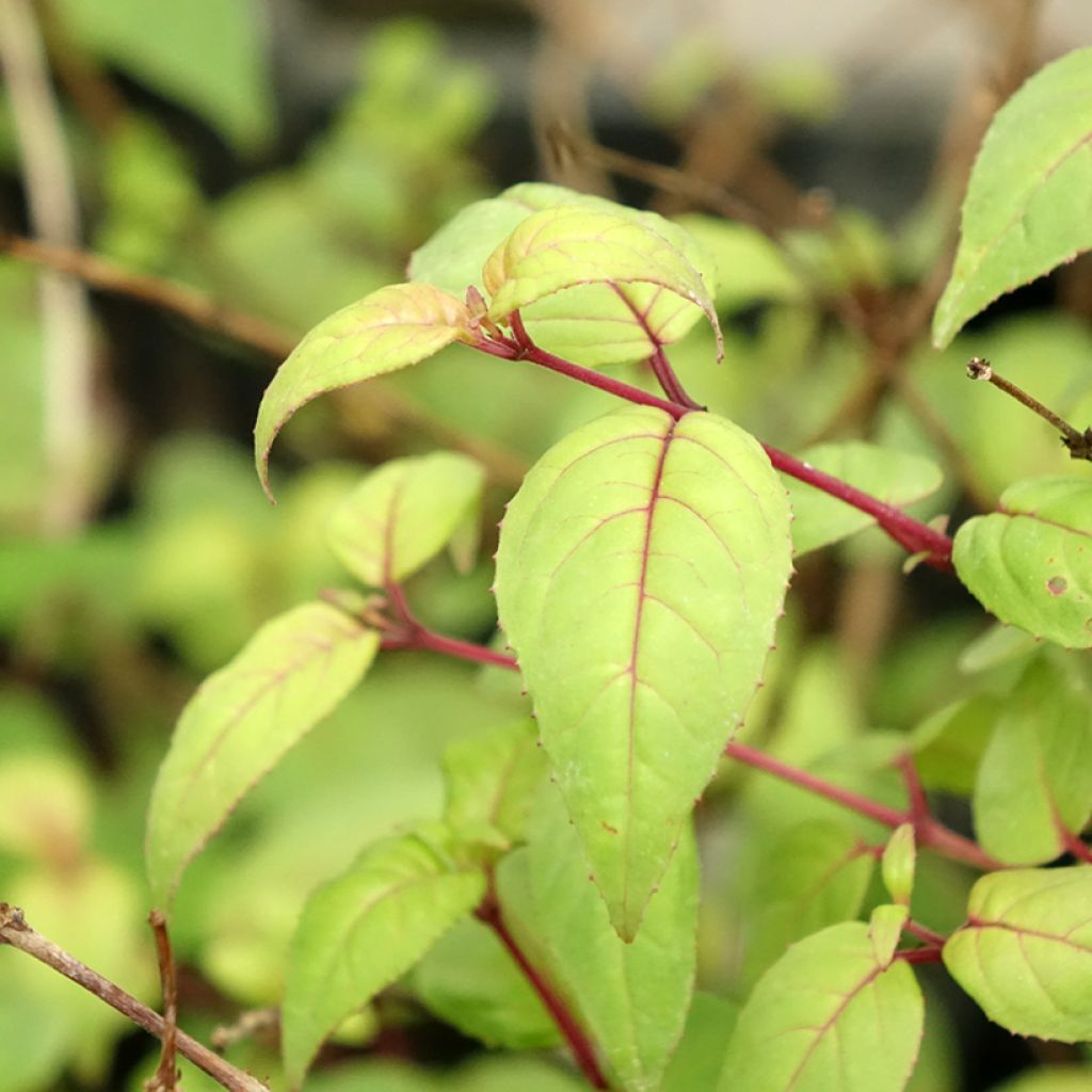 Verenpisara Rohees New Millenium
