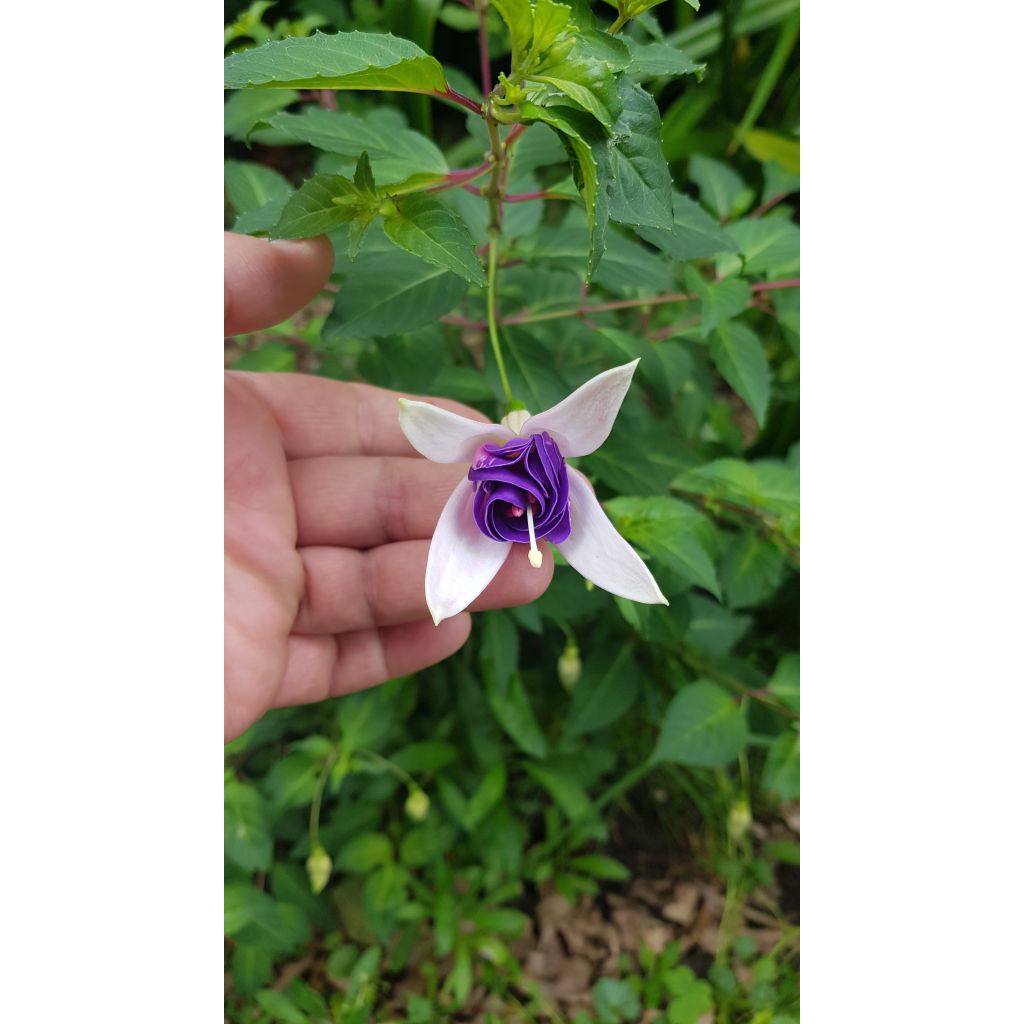 Verenpisara Blue Sarah