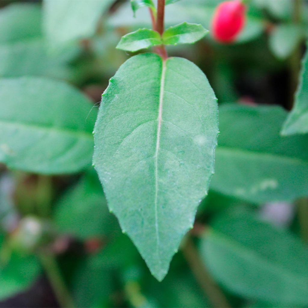Verenpisara Lady Thumb