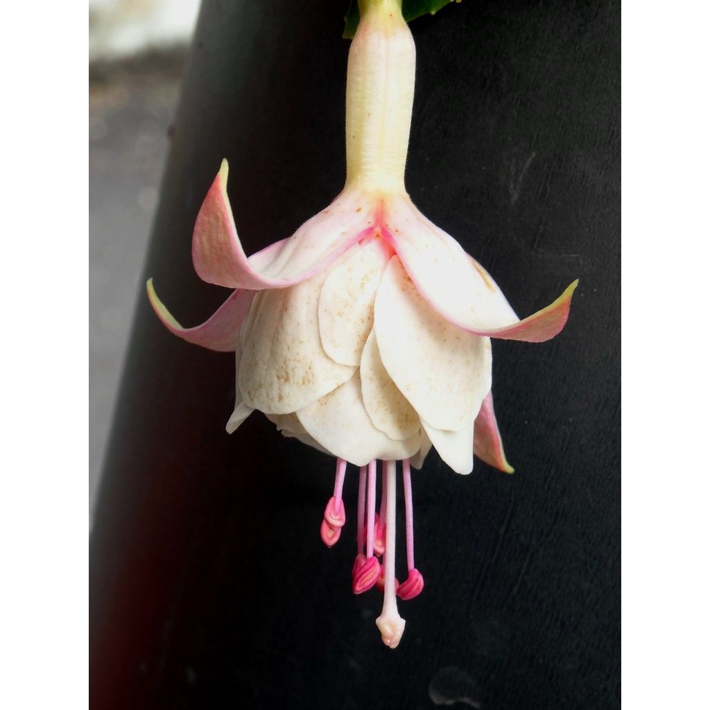 Verenpisara Pink Marshmallow