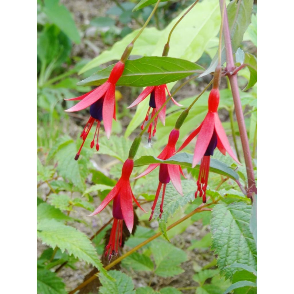 Verenpisara Reitzii