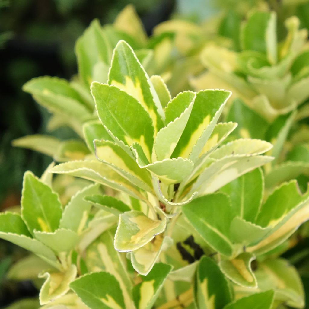Laakerisorvarinpensas Duc d'Anjou