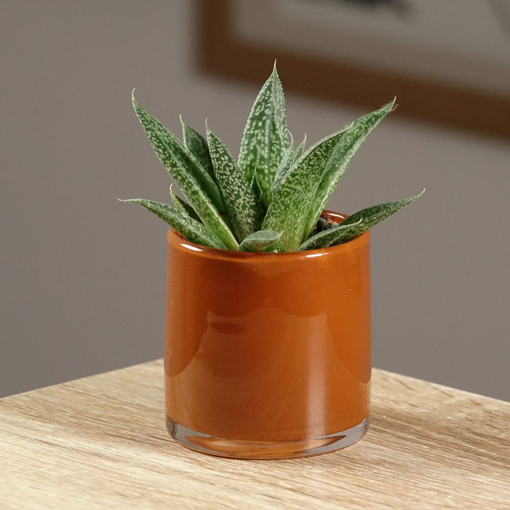 ×Gasteraloe D. Delta