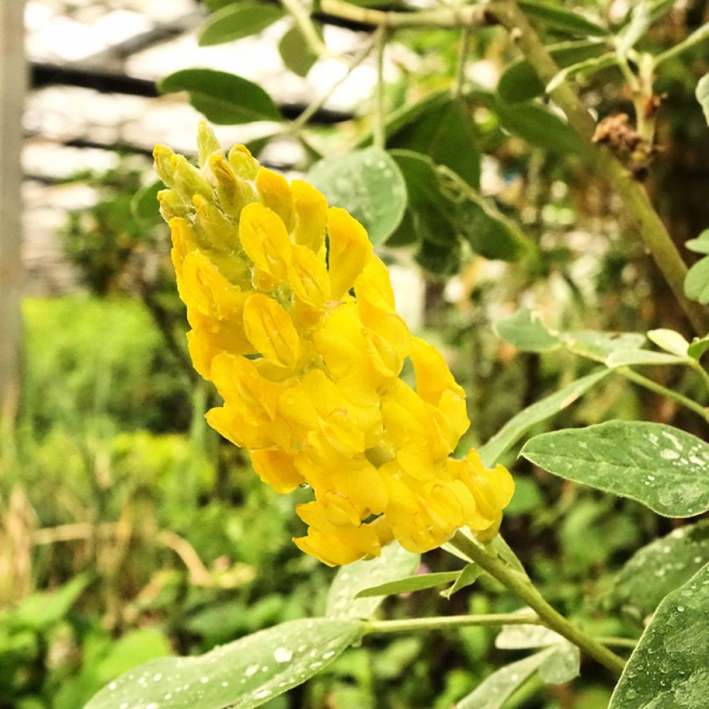 Vihma - Cytisus battandieri