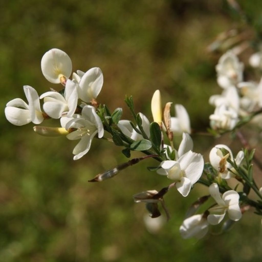 Kevätvihma Albus