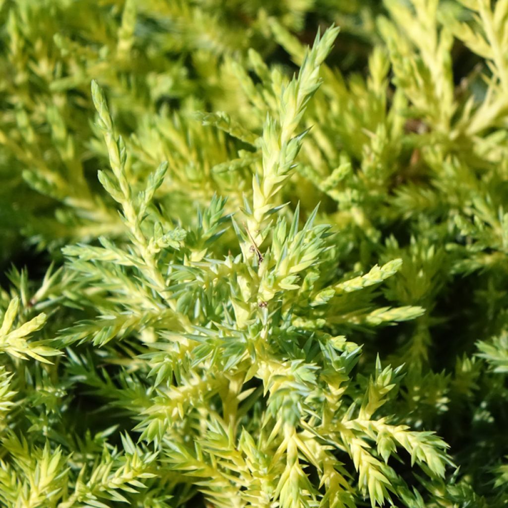 Tarhakataja King of Spring