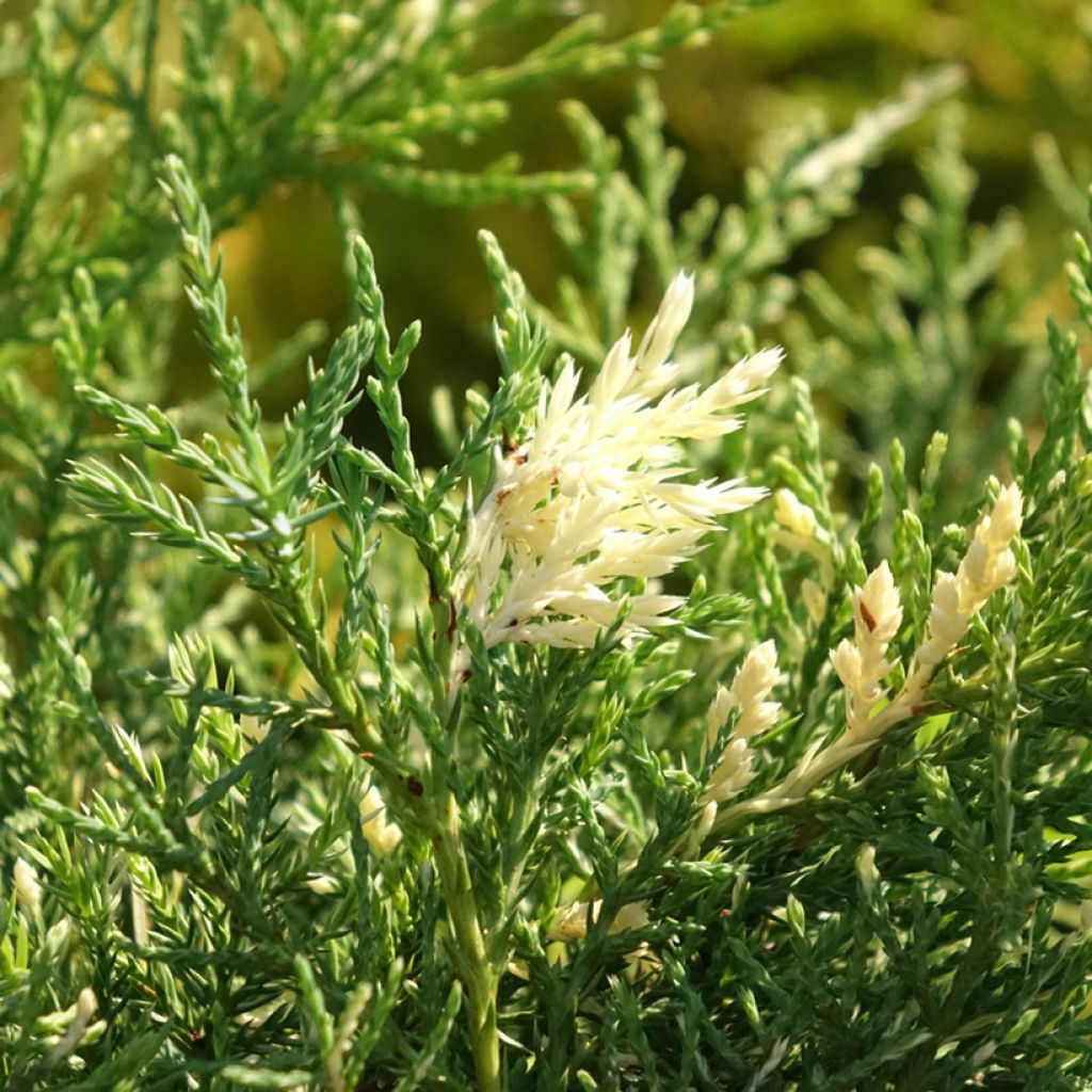 Tarhakataja White Splash