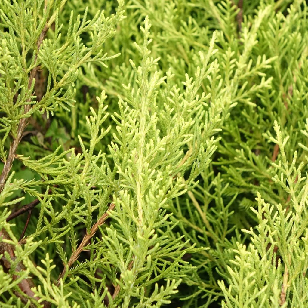 Tarhakataja Pfitzeriana Aurea