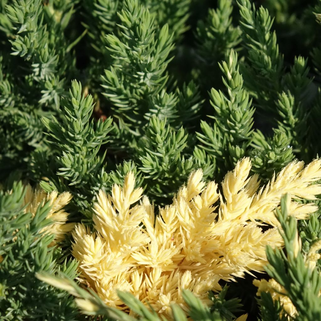 Kiinankataja Expansa Variegata