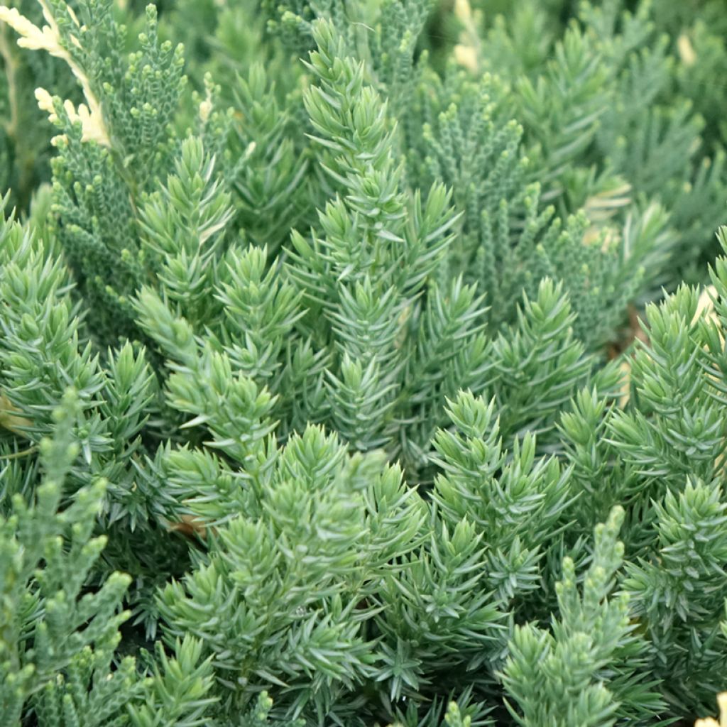 Kiinankataja Expansa Variegata