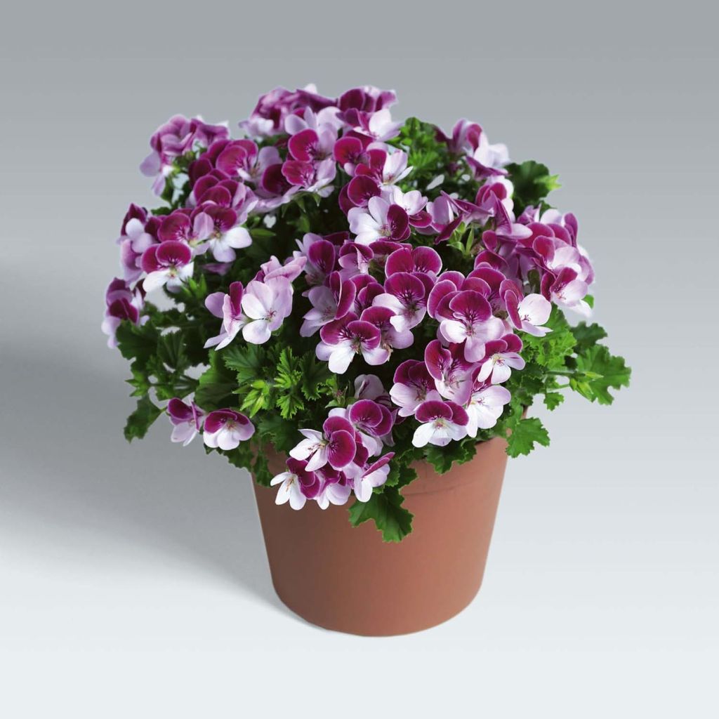 Tuoksupelargoni Angel Eyes Bicolor Purple White