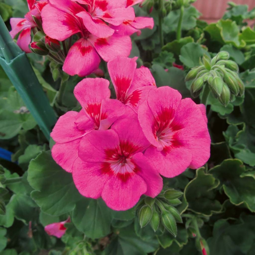 Enkelipelargoni TwoinOne Hot Pink Splash