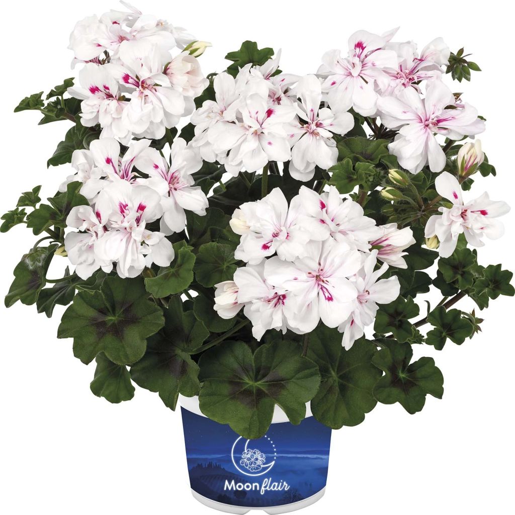 Riippapelargoni Moonflair White