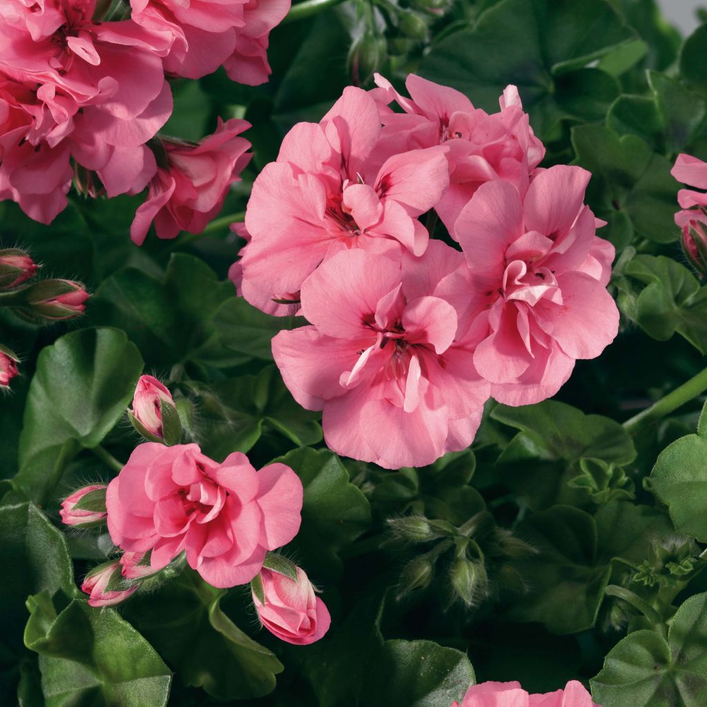 Riippapelargoni Big 5 Light Pink