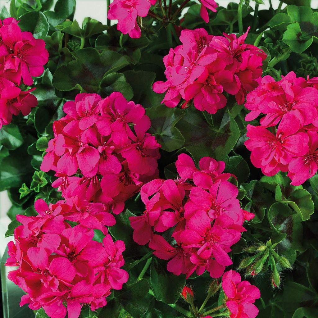 Riippapelargoni Big 5 Neon Pink