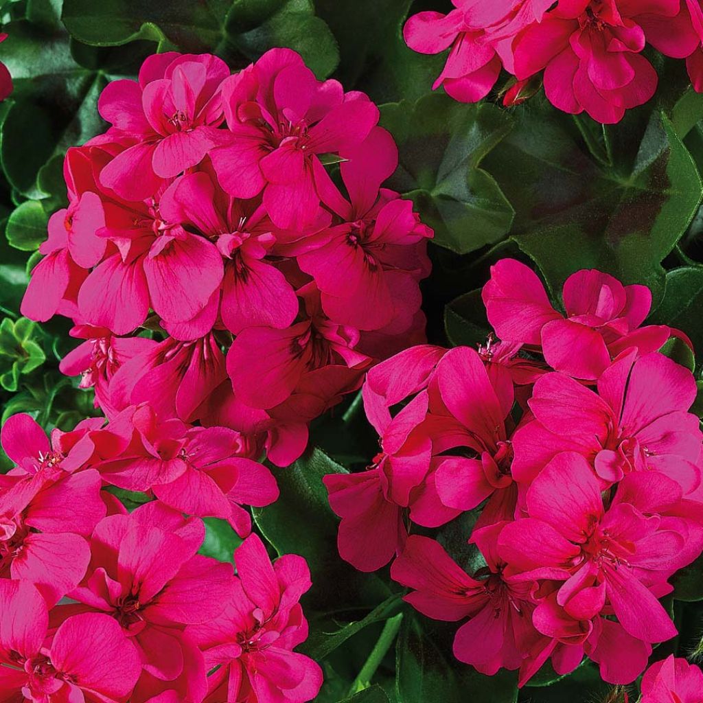 Riippapelargoni Big 5 Neon Pink
