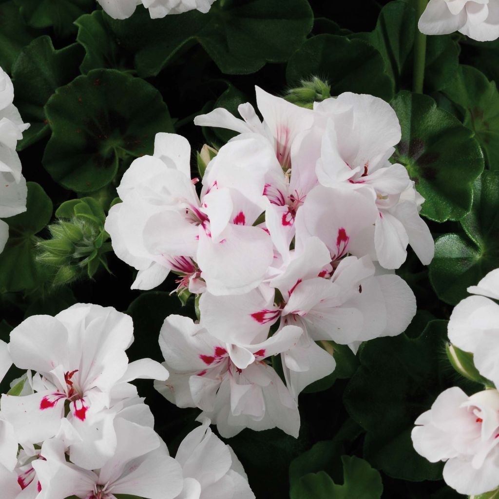 Riippapelargoni Big 5 White