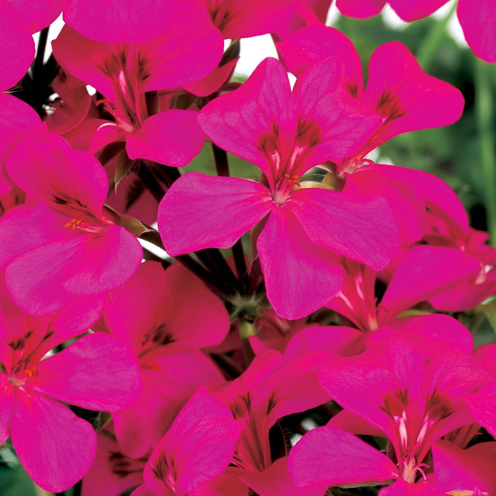 Riippapelargoni Rainbow Neon Purple