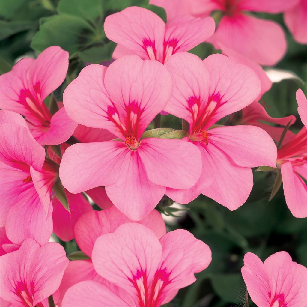 Riippapelargoni Rainbow Pink Light