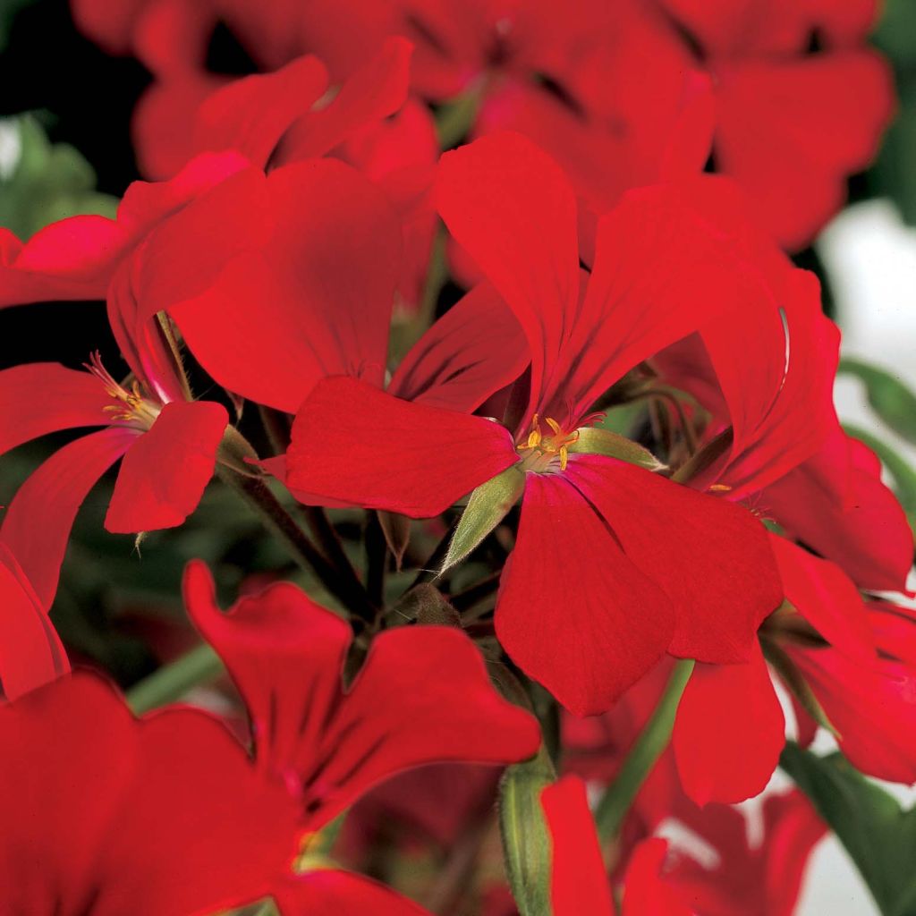 Riippapelargoni Rainbow Red