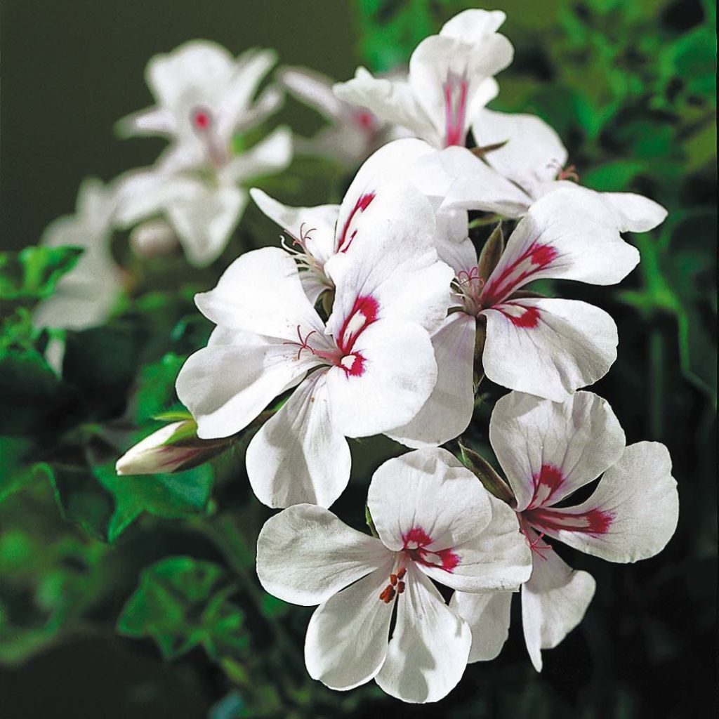 Riippapelargoni Rainbow White