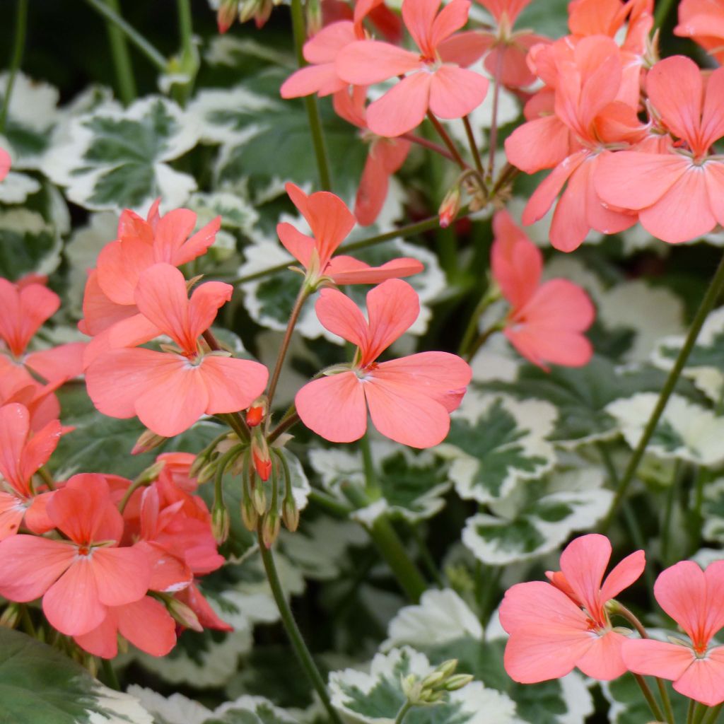 Vyöhykepelargoni Fantaisy Franck Headley