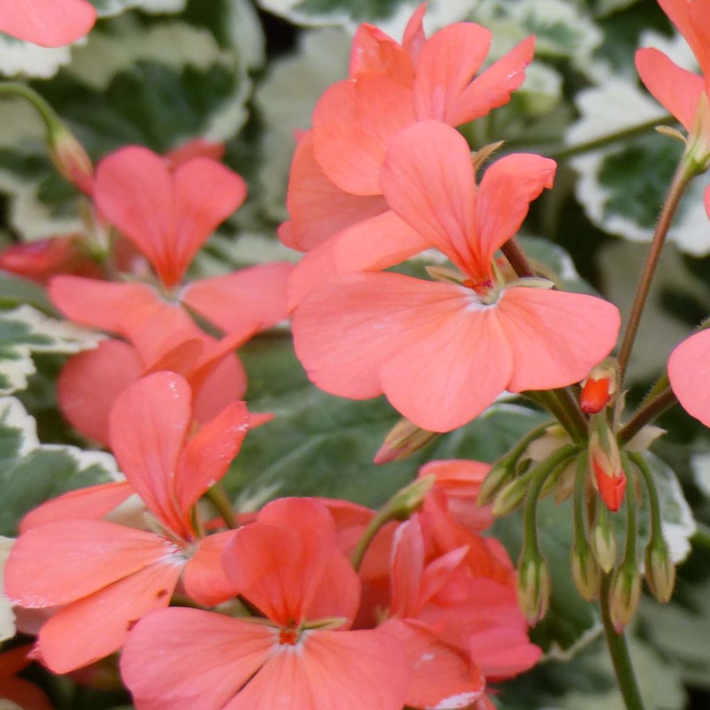 Vyöhykepelargoni Fantaisy Franck Headley