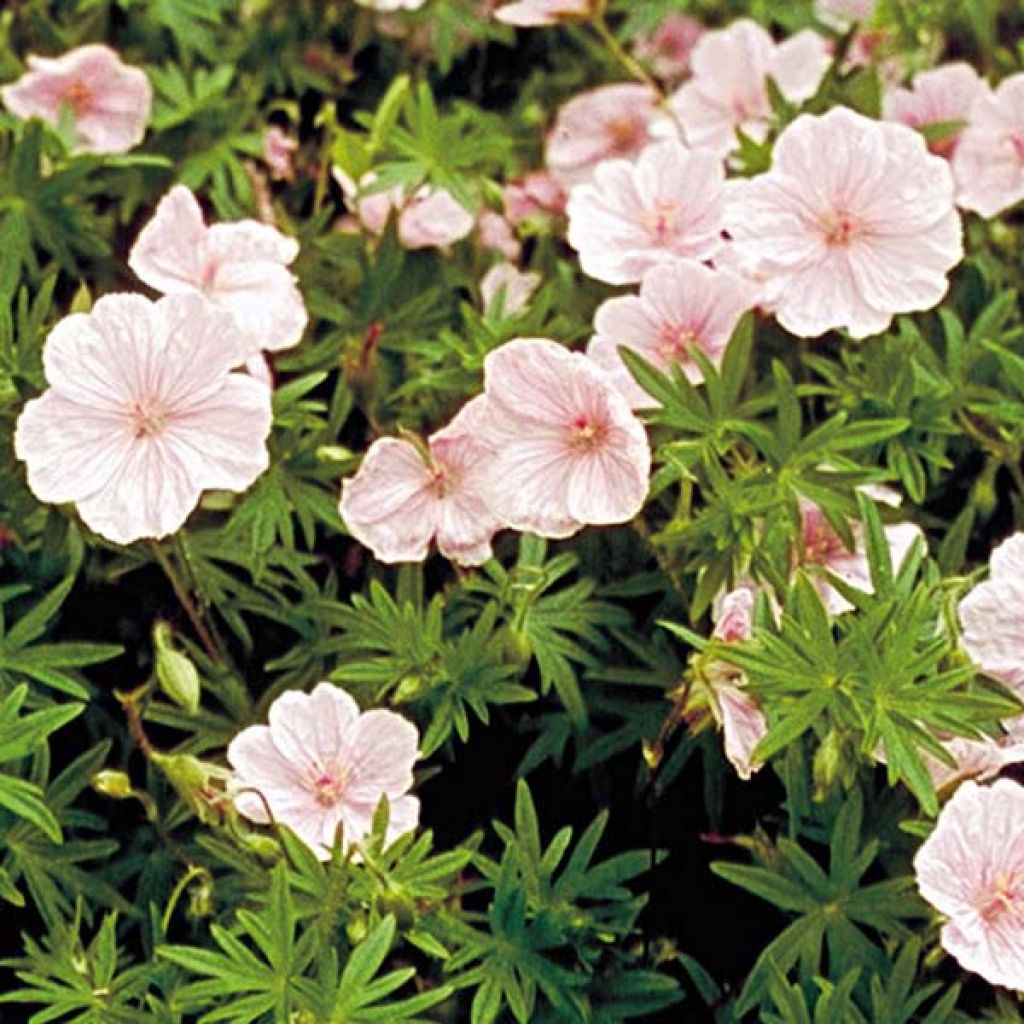 Verikurjenpolvi - Geranium sanguineum var. striatum