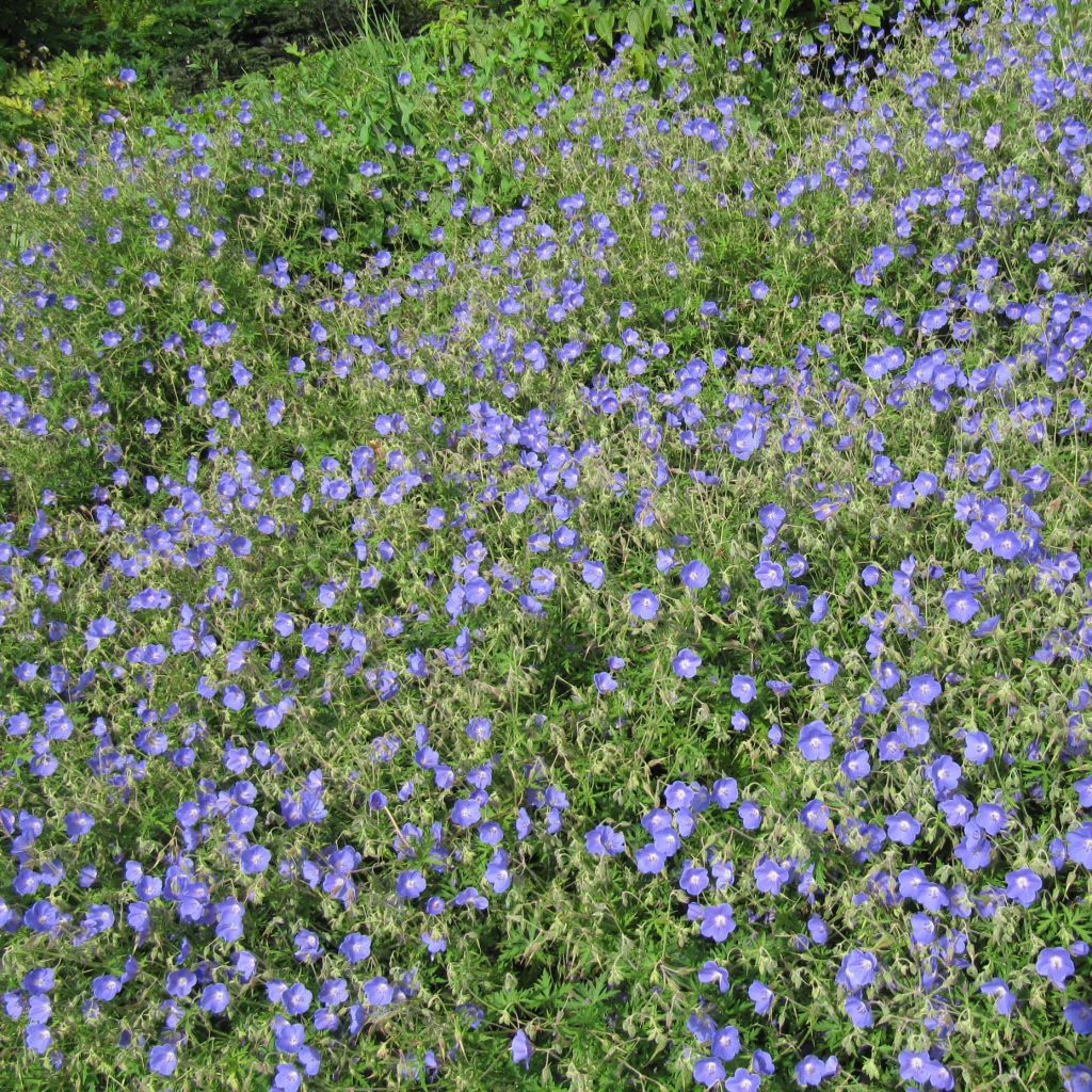 Jalokurjenpolvi Johnson's blue