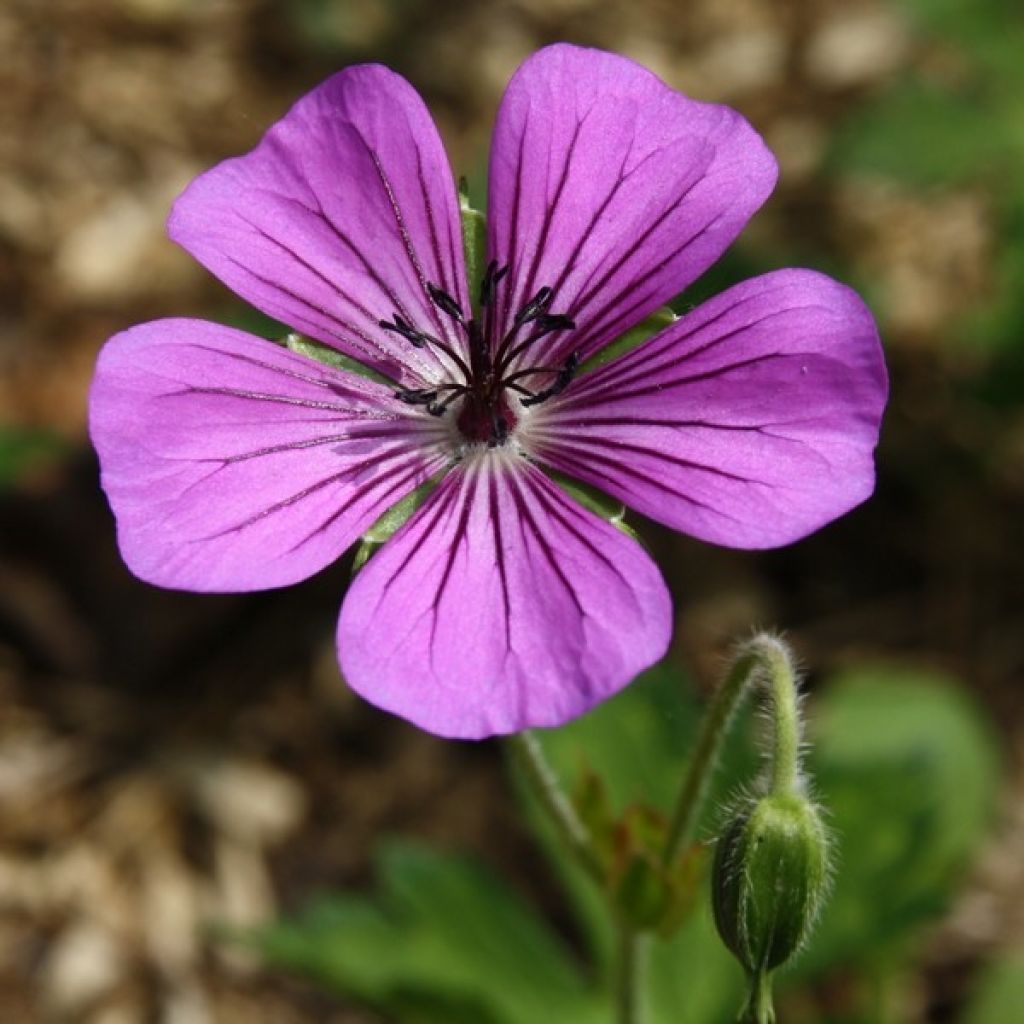 Kurjenpolvi Pink Penny
