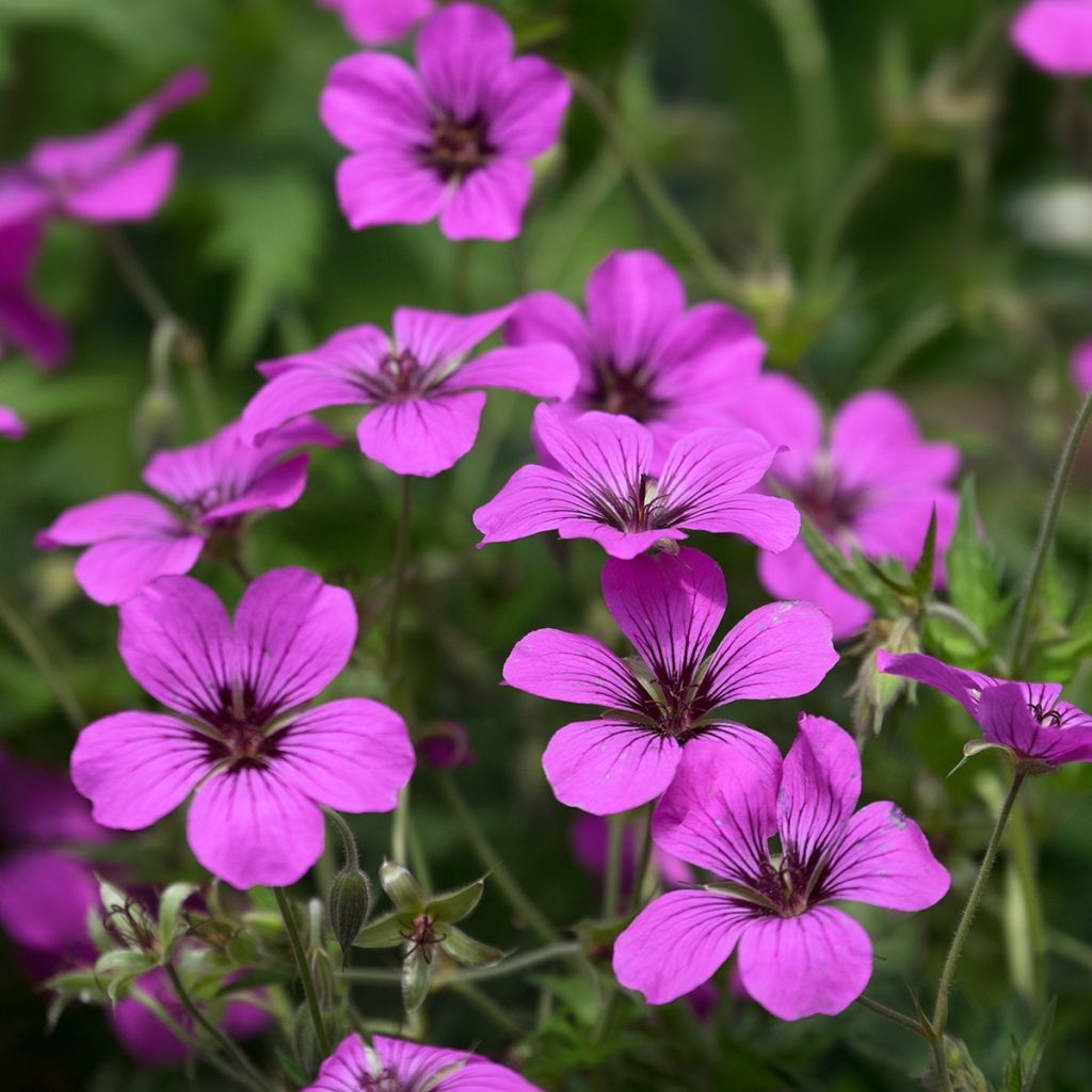 Armeniankurjenpolvi - Geranium psilostemon