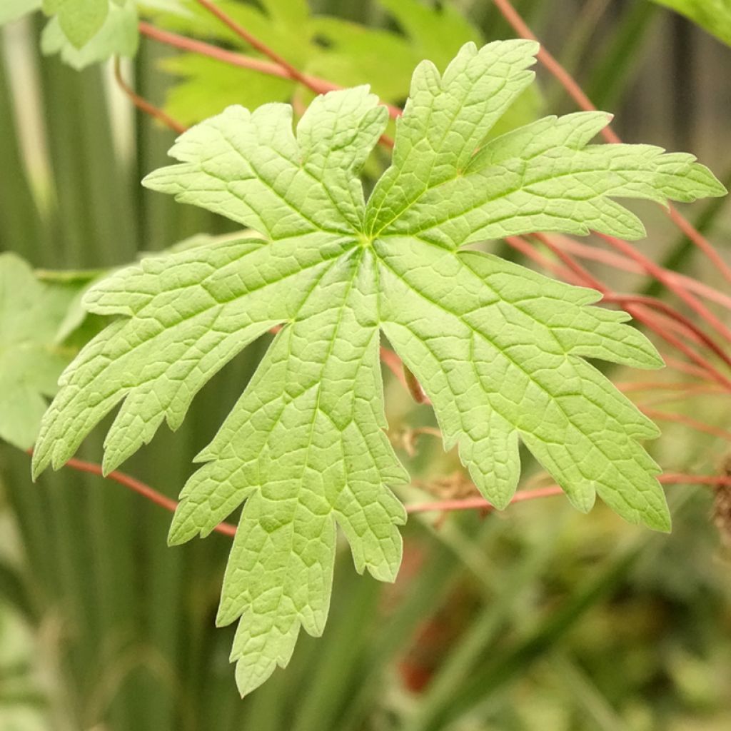 Armeniankurjenpolvi - Geranium psilostemon