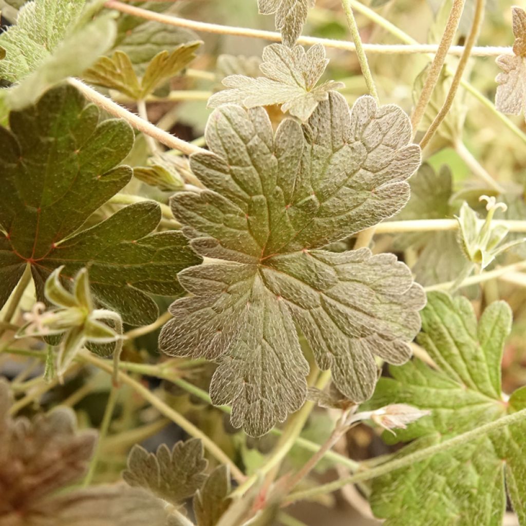 Rusokurjenpolvi Rothbury Red