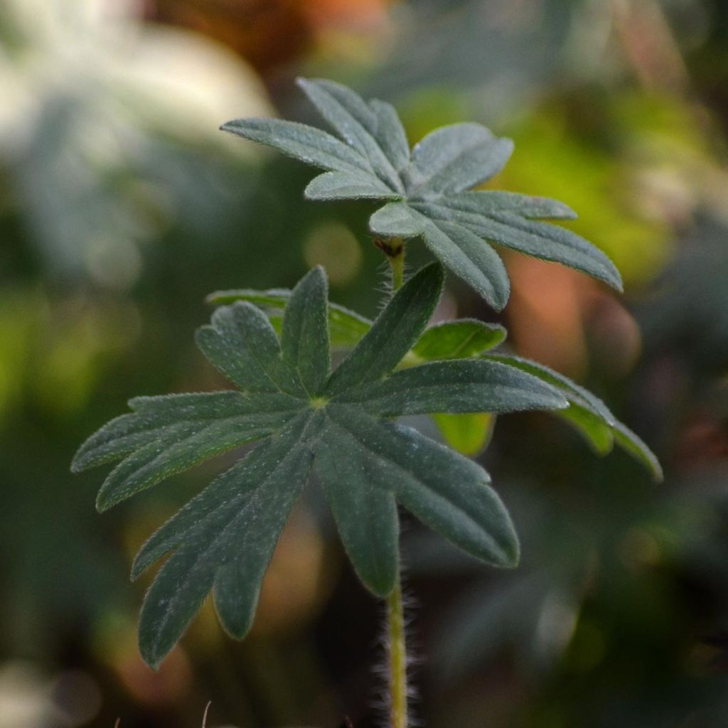 Verikurjenpolvi - Geranium sanguineum