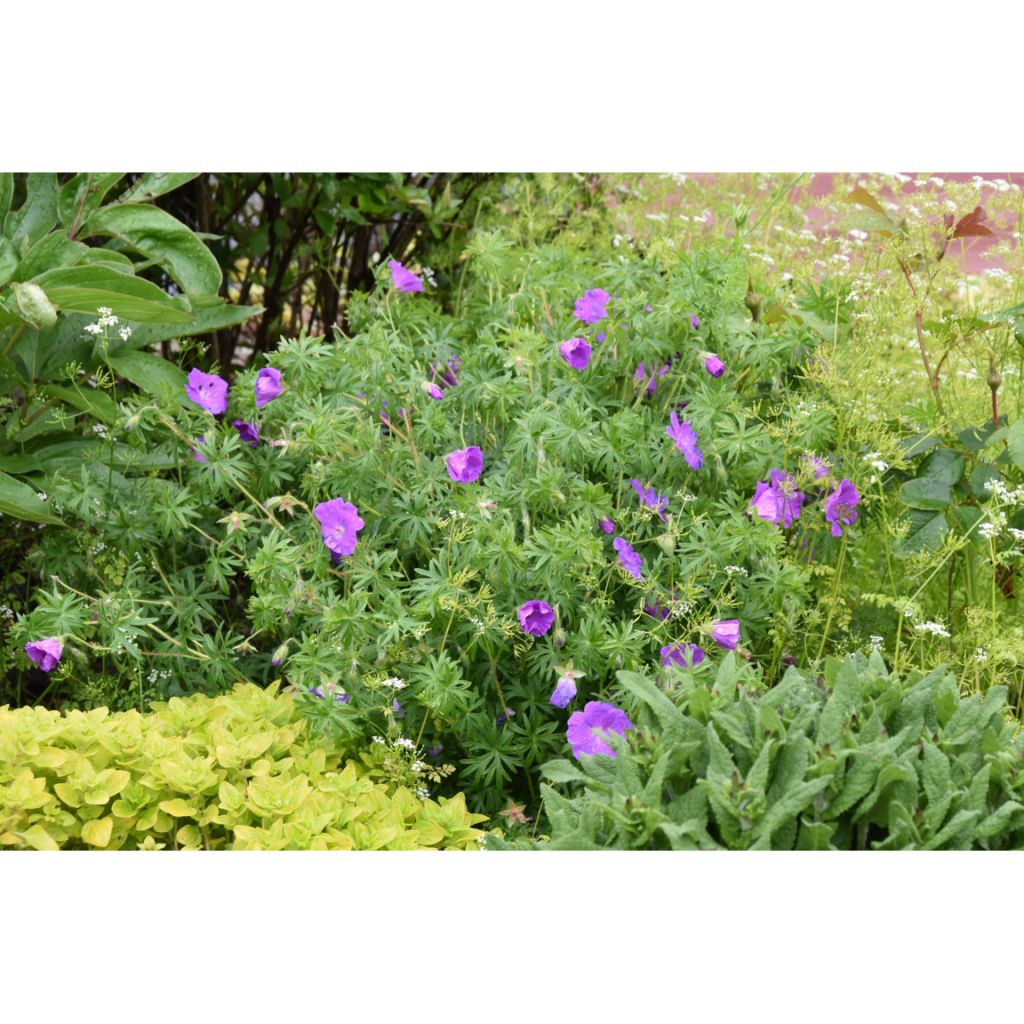 Verikurjenpolvi - Geranium sanguineum