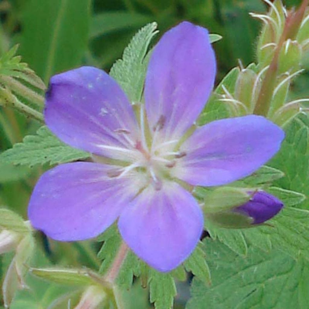 Metsäkurjenpolvi May Flower