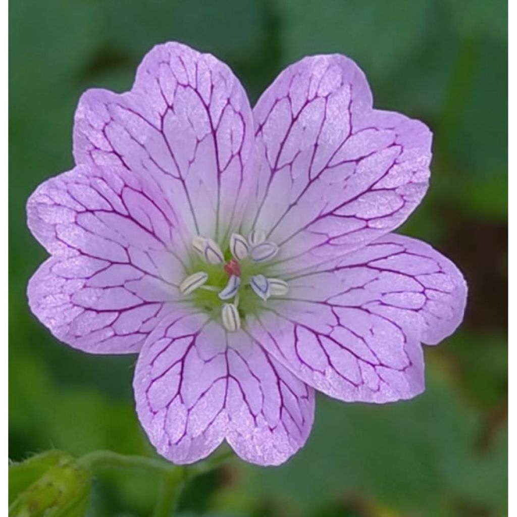 Kurjenpolvi - Geranium versicolor
