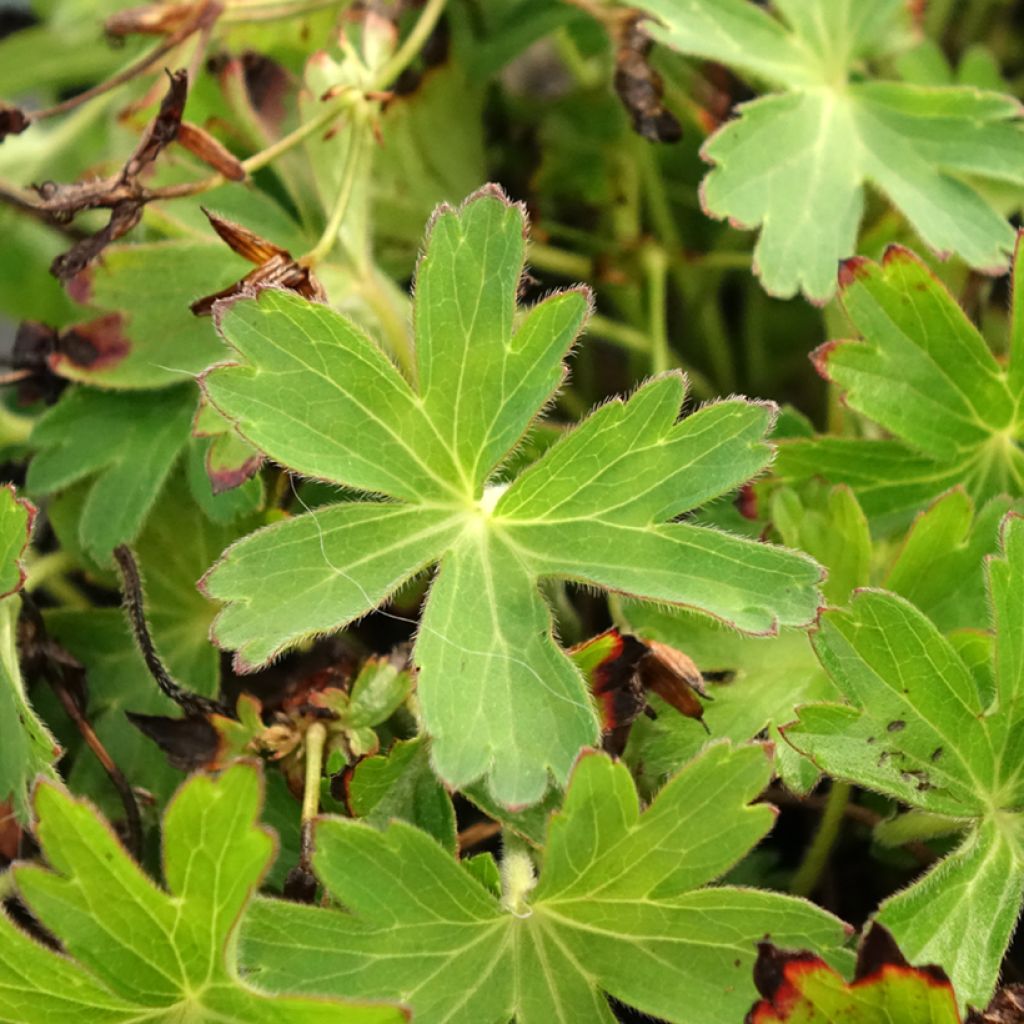 Kurjenpolvi Confetti