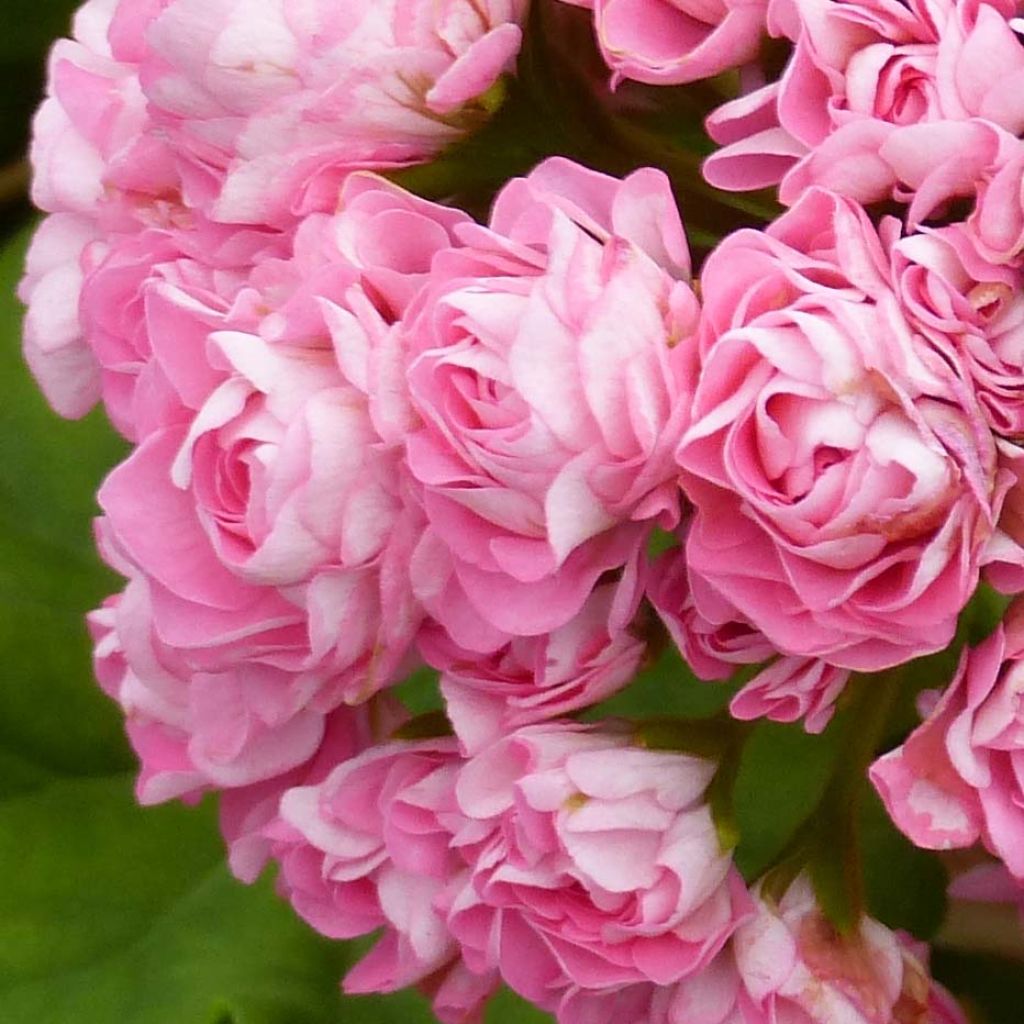 Vyöhykepelargoni Appleblossom